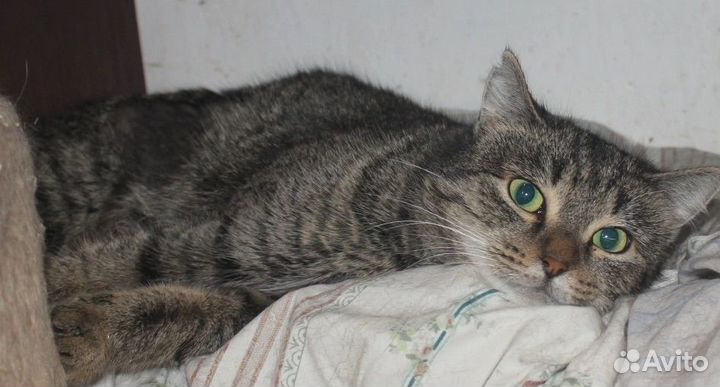 Кошка в дар