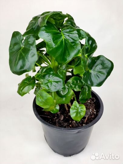 Филодендрон атом