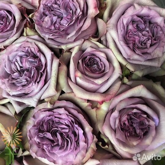 Роза Дольчетто