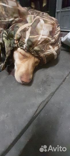 Помесь лабрадора