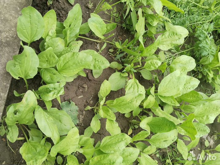 Сухая ромашка,также перегородки грецкого ореха