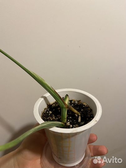 Монстера альба