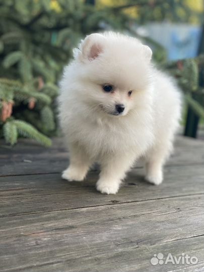 Шпицули девочки