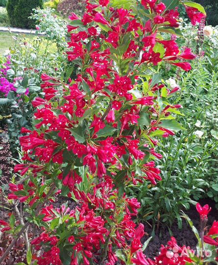 Декоративные кустарники