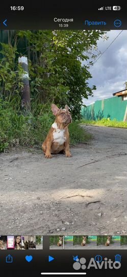 Французики