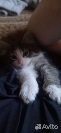 Котята