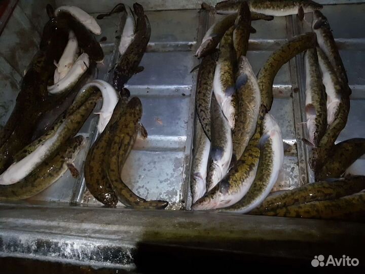 Свежая речная рыба