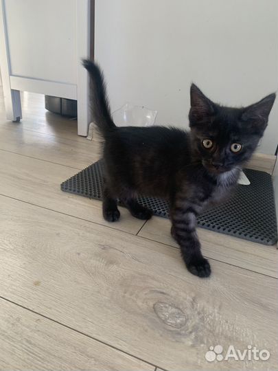 Темно-серый полосатый котенок,мальчик 2 месяца