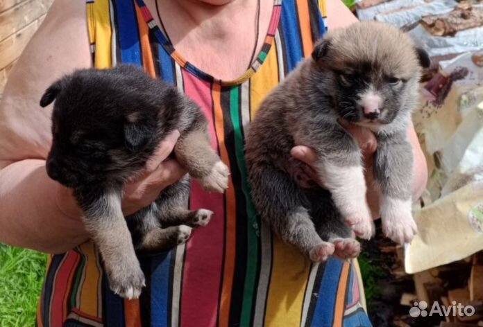 Щенки в добрые руки