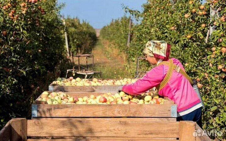 Вахта Сборщик