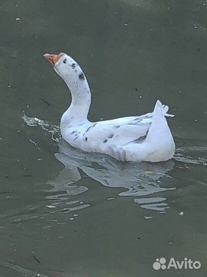 Продам гусика