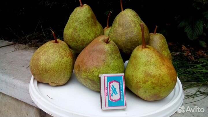 Саженцы груши