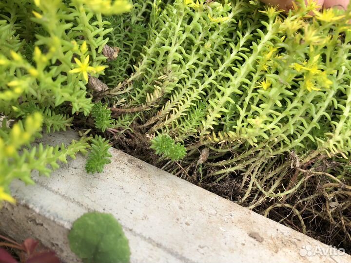 Очиток, комнотное растение, растение для сада