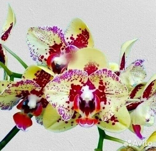 Орхидея фаленопсис PF- 5018