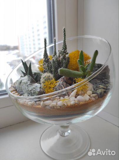 Флорариум суккуленты