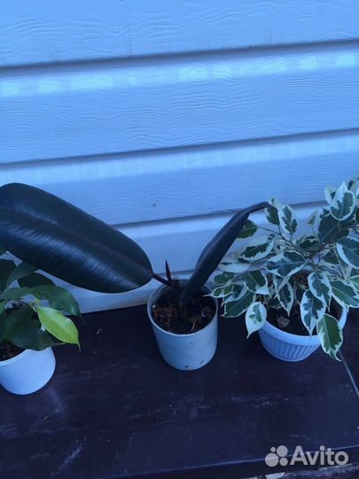 Фикус бенджамина