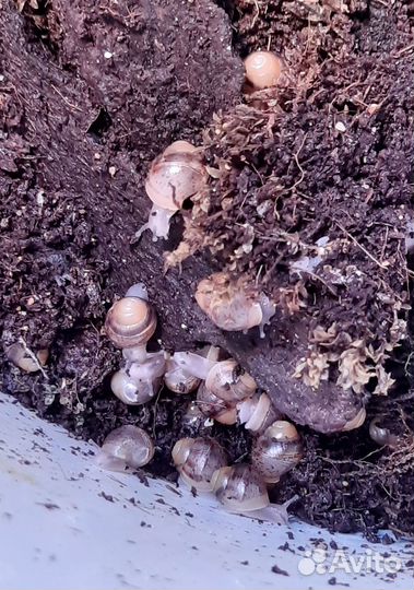 Улитки ахатины