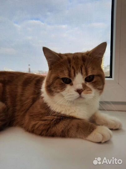 Шотландский кот на вязку