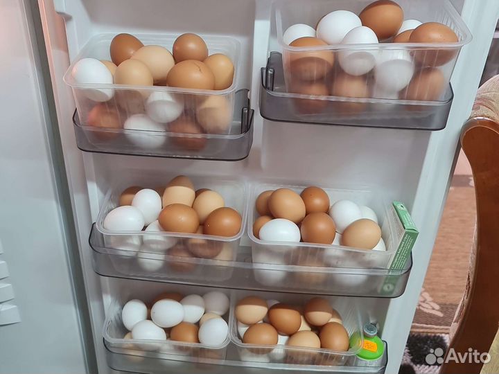 Яйца домашних кур