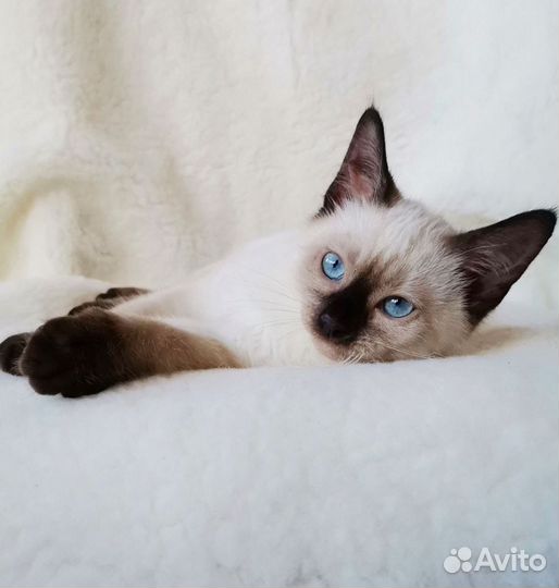 Тайские котята