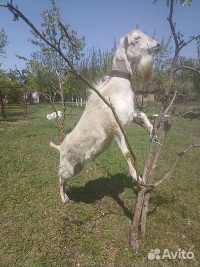 Козел ламанча