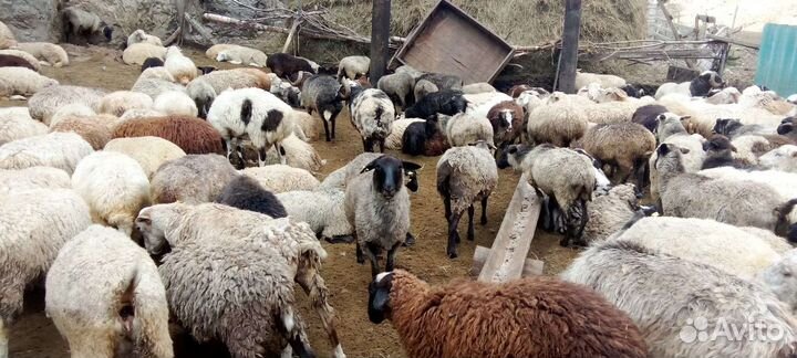 Овцематки романовской породы