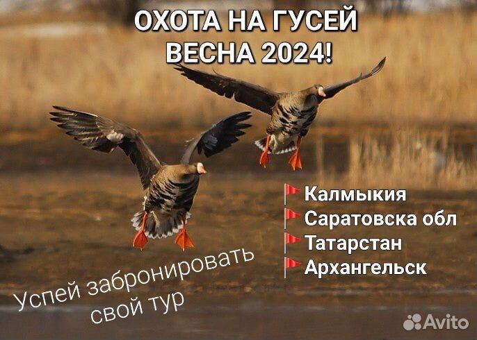 Охота на гуся