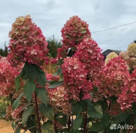Набор из метельчатых гортензий