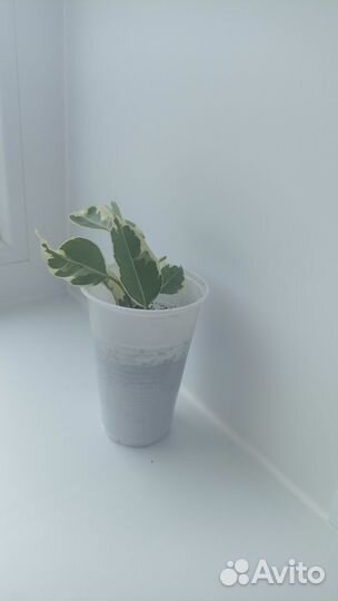 Фикус бенджамина