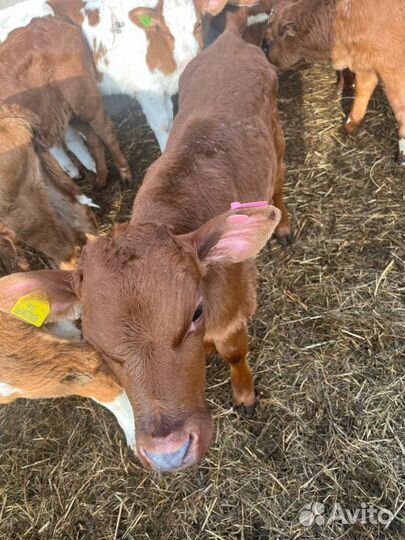 Телята бычки племенные с доставкой