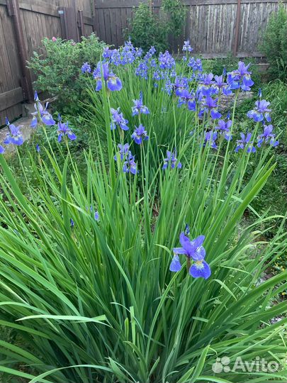 Ирис сибирский