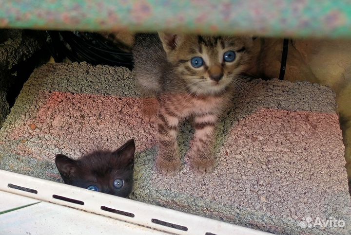 Кошка в дар