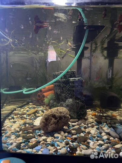 Аквариум 45л со всем необходимым + автокормушка