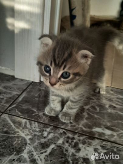 Отдам в добрые руки котят