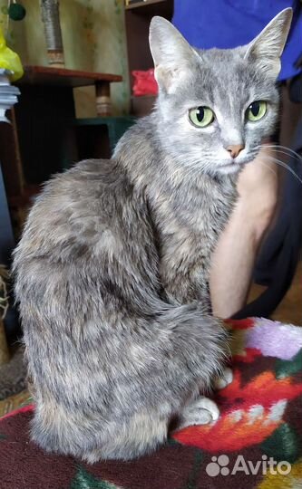 Обаятельная кошка в заботливые руки