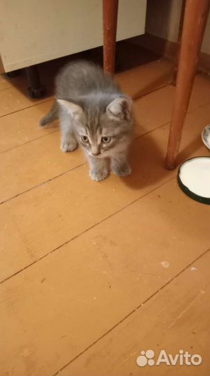 Котята, мальчик и девочка в добрые руки бесплатно