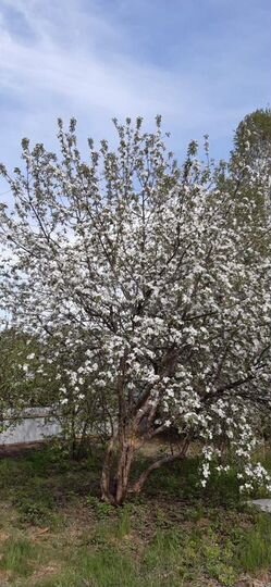 Участок 7 сот. (СНТ, ДНП)