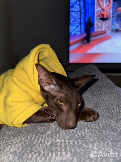 Ориентальная