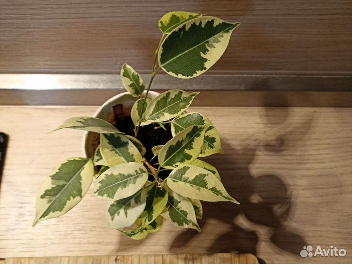 Бенджамина фикус