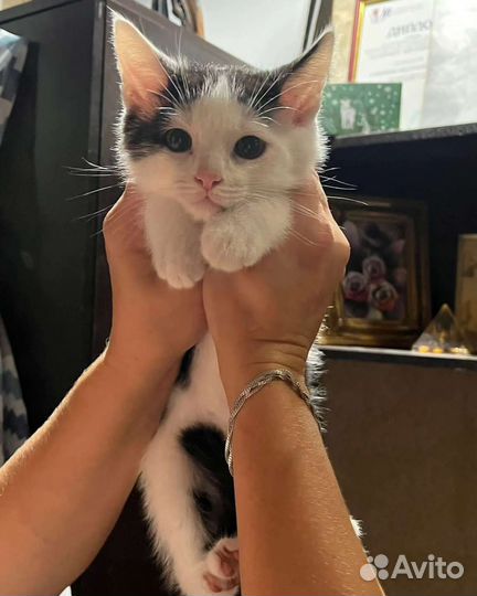 Кошка в дар