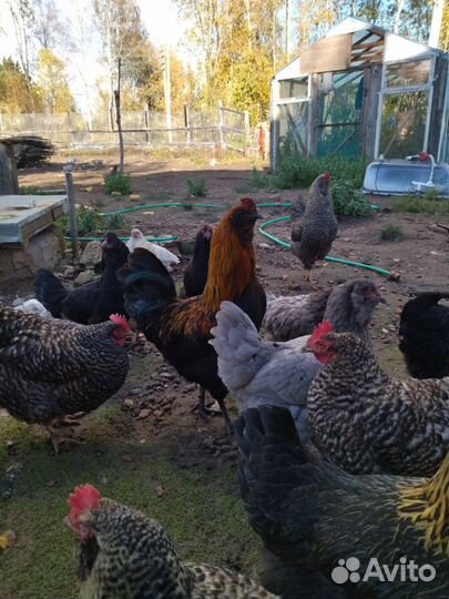 Куры несушки