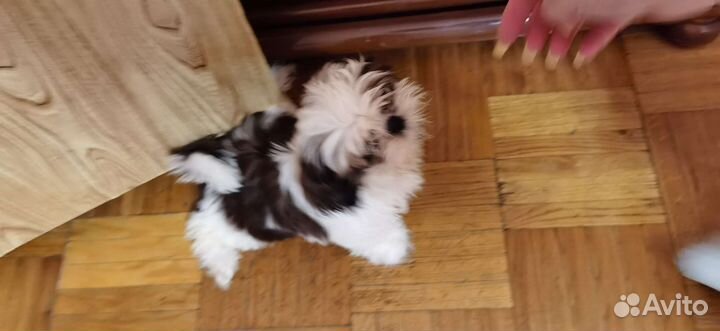 Веселые щенки