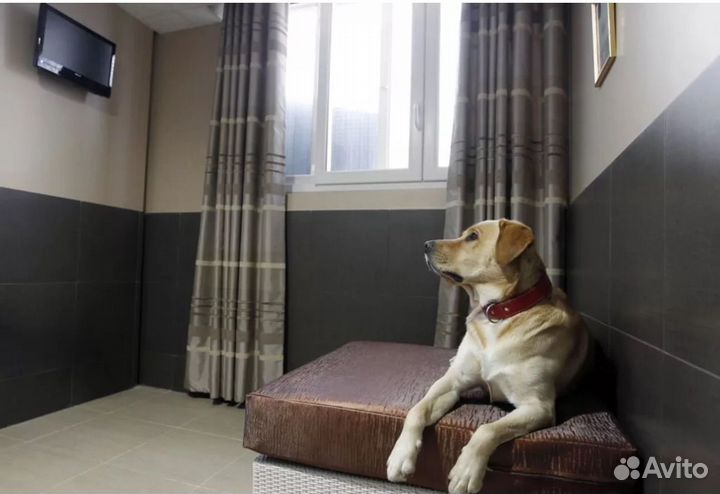 Передержка животных на время отпуска