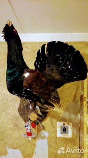 Чучела глухаря и глухарки