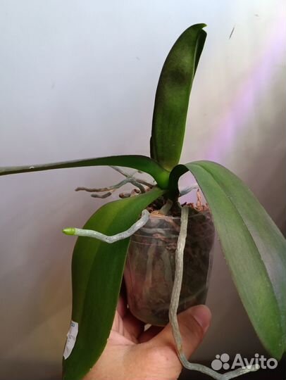 Орхидея Фаленопсис Добавляю