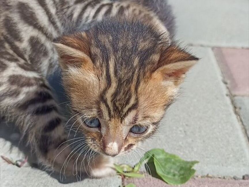 Бенгальские котята