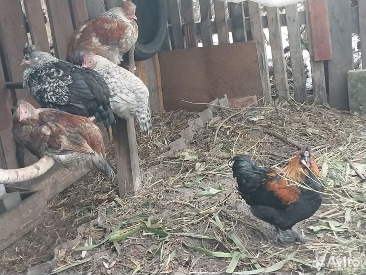 Молодые петухи