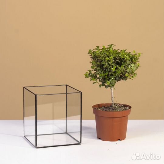 Флорариум кашпо квадратное