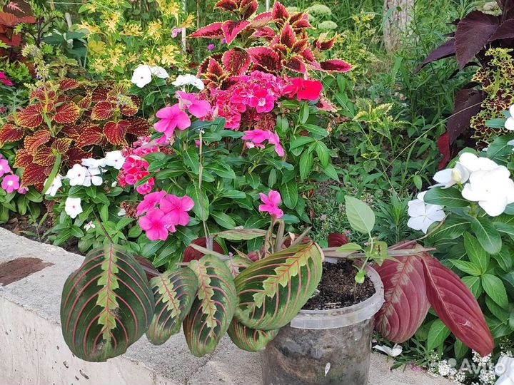 Ромашка садовая крупная. Гортензия розовая