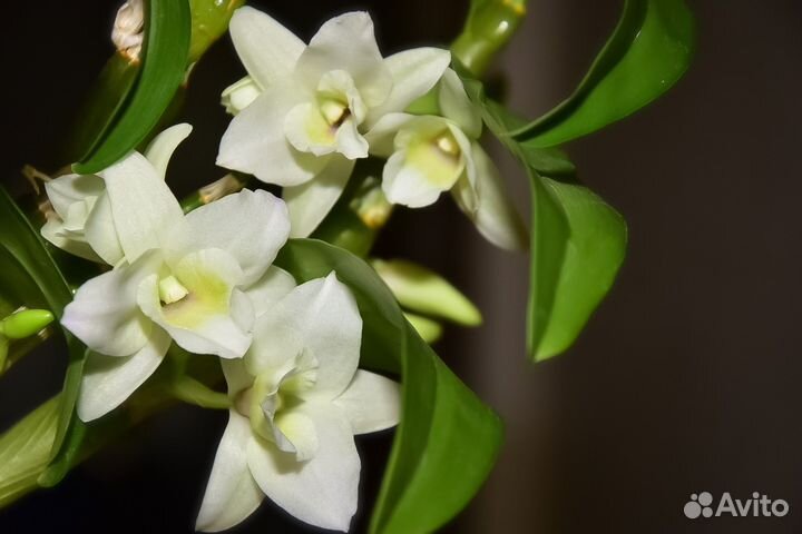 Орхидея Dendrobium nobile «Apollon»